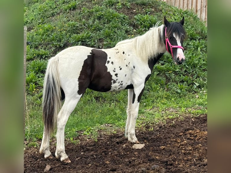 More ponies/small horses Mix Mare 1 year 13,2 hh Pinto in Daleiden