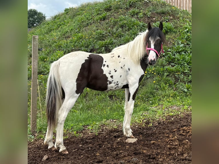 More ponies/small horses Mix Mare 1 year 13,2 hh Pinto in Daleiden