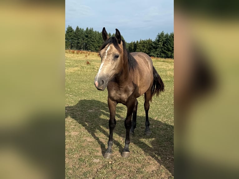 More ponies/small horses Mix Mare 1 year 15,1 hh Buckskin in Daleiden