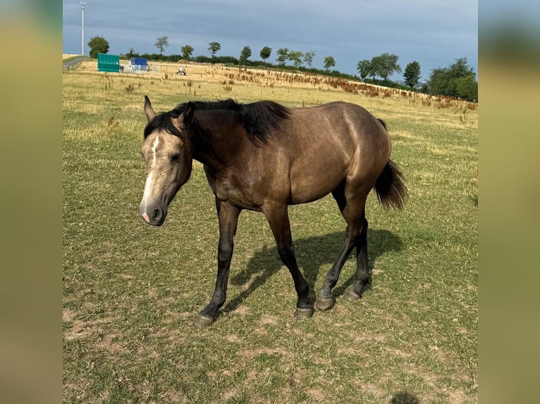 More ponies/small horses Mix Mare 1 year 15,1 hh Buckskin in Daleiden