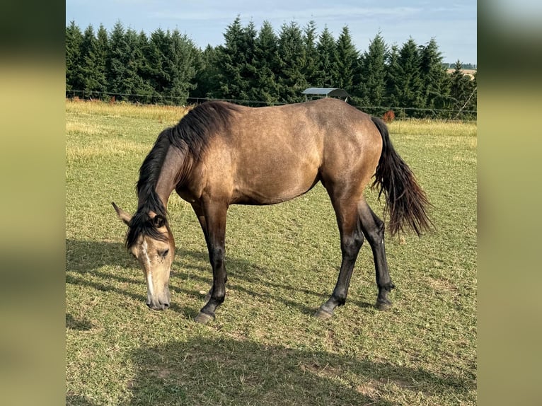 More ponies/small horses Mix Mare 1 year 15,1 hh Buckskin in Daleiden