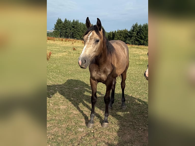 More ponies/small horses Mix Mare 1 year 15,1 hh Buckskin in Daleiden