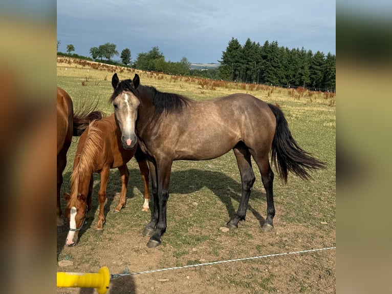 More ponies/small horses Mix Mare 1 year 15,1 hh Buckskin in Daleiden