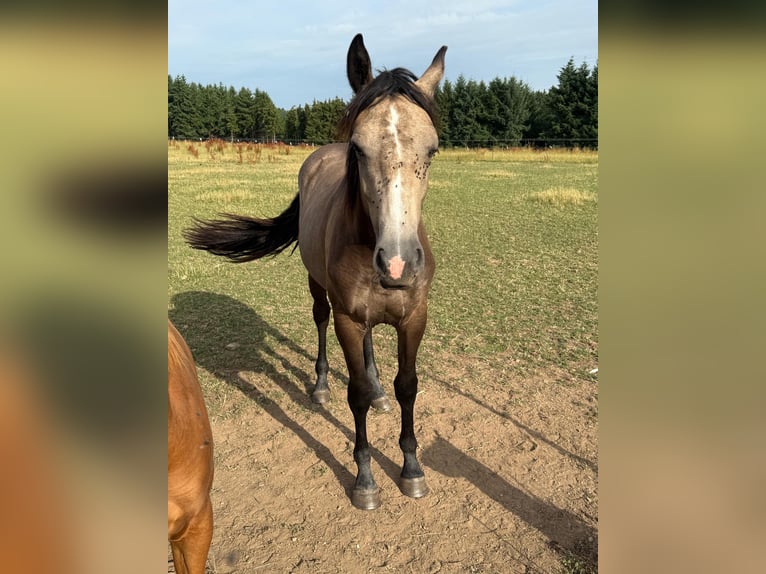 More ponies/small horses Mix Mare 1 year 15,1 hh Buckskin in Daleiden