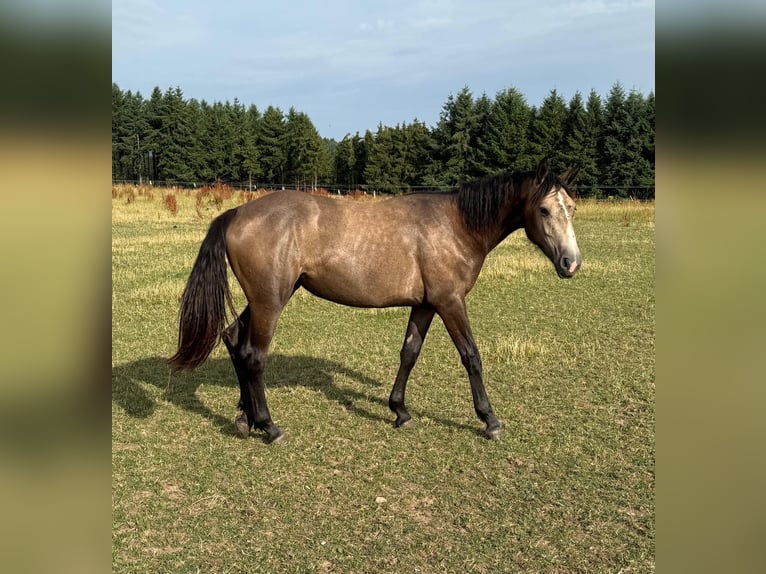 More ponies/small horses Mix Mare 1 year 15,1 hh Buckskin in Daleiden
