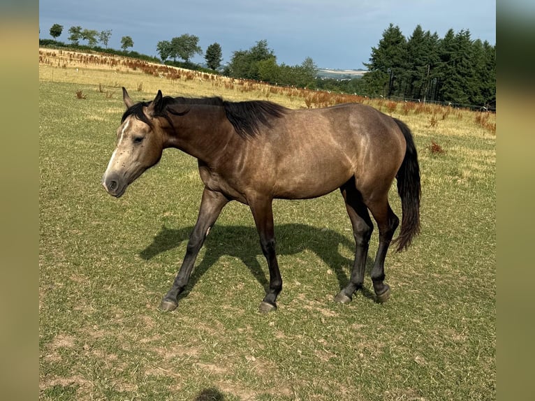 More ponies/small horses Mix Mare 1 year 15,1 hh Buckskin in Daleiden