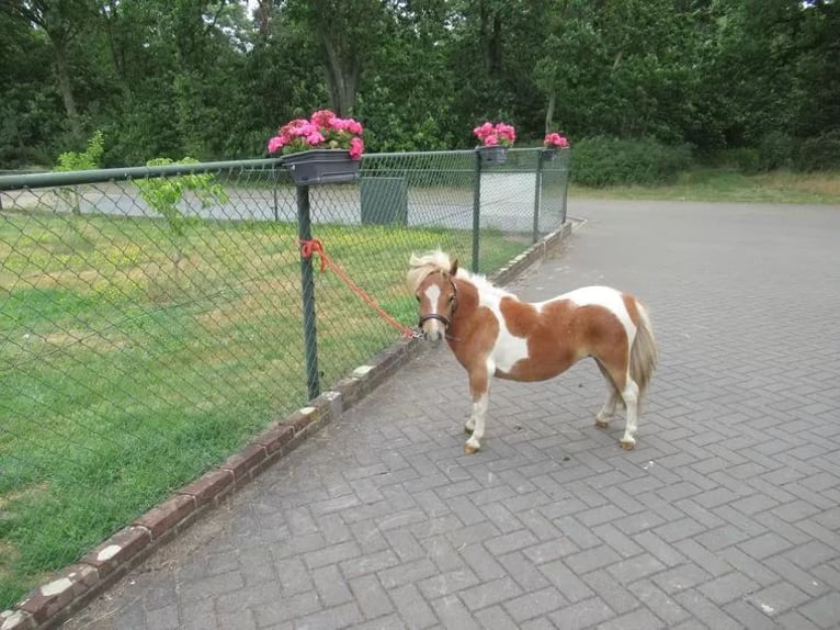 More ponies/small horses Mix Mare 1 year 7.1 hh Pinto in Neerkant