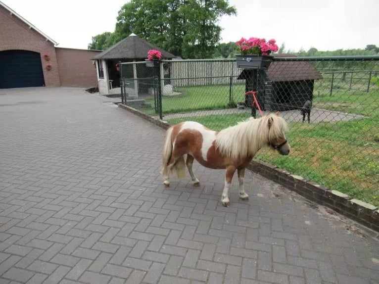 More ponies/small horses Mix Mare 1 year 7.1 hh Pinto in Neerkant
