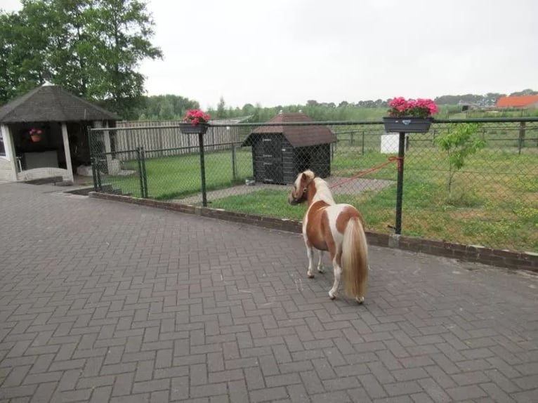 More ponies/small horses Mix Mare 1 year 7.1 hh Pinto in Neerkant
