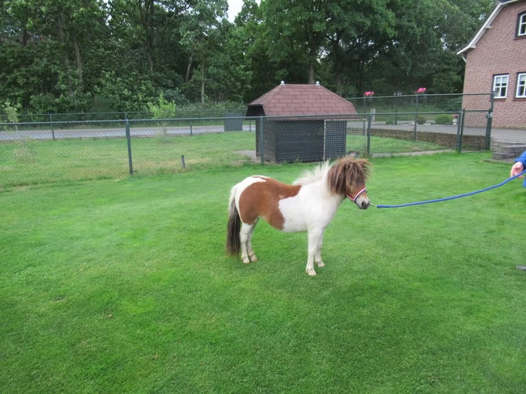 More ponies/small horses Mix Mare 1 year 7.1 hh Pinto in Neerkant