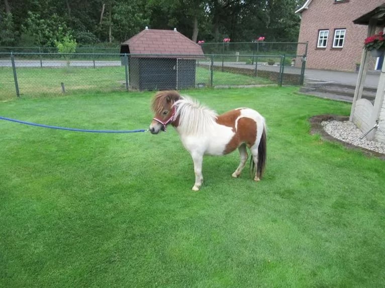 More ponies/small horses Mix Mare 1 year 7.1 hh Pinto in Neerkant