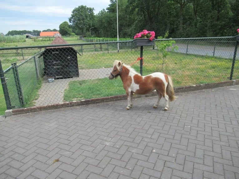 More ponies/small horses Mix Mare 1 year 7.1 hh Pinto in Neerkant