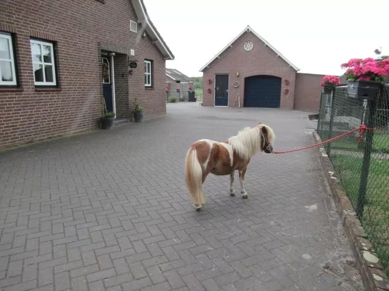 More ponies/small horses Mix Mare 1 year 7.1 hh Pinto in Neerkant