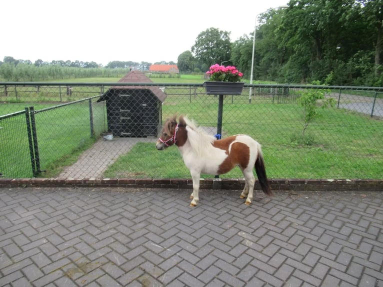 More ponies/small horses Mix Mare 1 year 7.1 hh Pinto in Neerkant