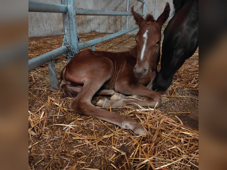 More ponies/small horses Mare 1 year Chestnut in St. Erhard