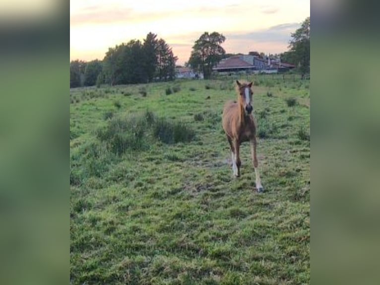 More ponies/small horses Mix Mare 1 year Chestnut-Red in Südbrookmerland