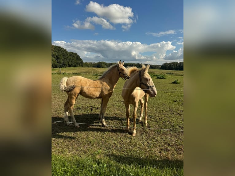 More ponies/small horses Mare 1 year Palomino in Thandorf