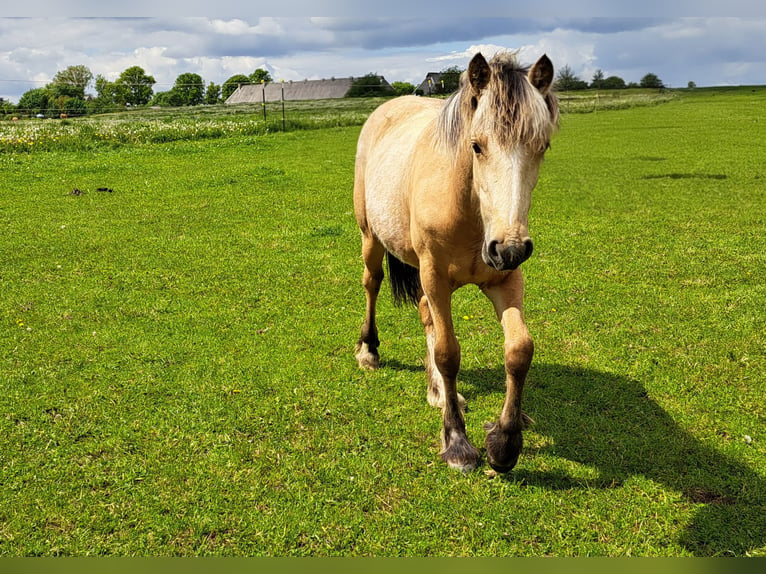 More ponies/small horses Mare 1 year Palomino in Thandorf