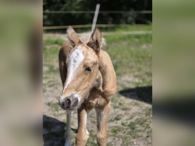 More ponies/small horses Mare 1 year Palomino in Thandorf