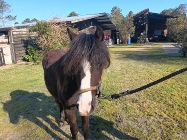 More ponies/small horses Mare 1 year Smoky-Black in Sainte-Eulalie-en-Born