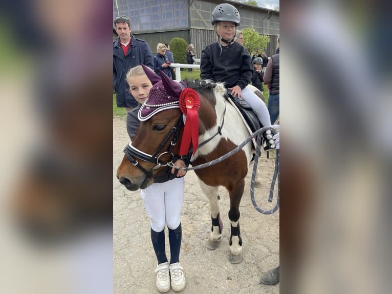 More ponies/small horses Mare 20 years 12,1 hh Pinto in Sch&#xF6;nberg