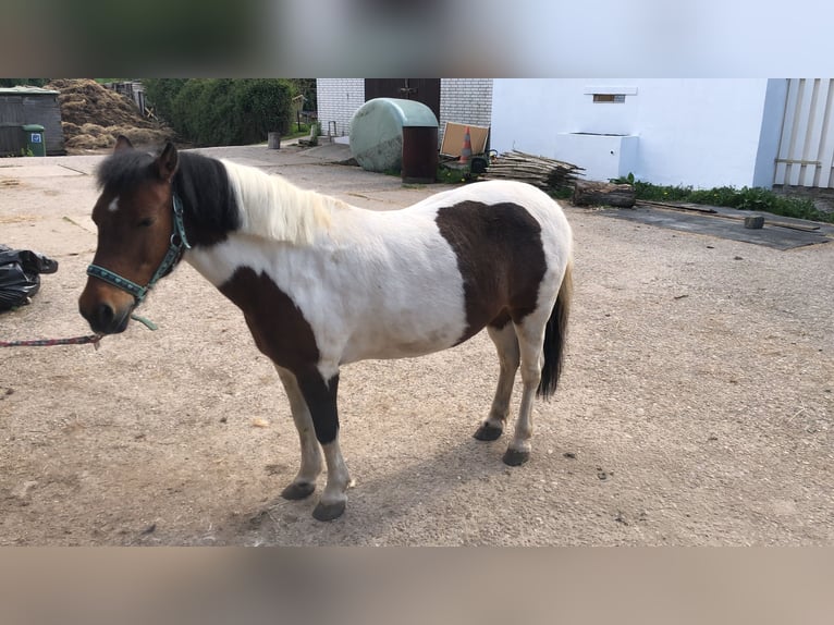 More ponies/small horses Mare 20 years 12,1 hh Pinto in Sch&#xF6;nberg
