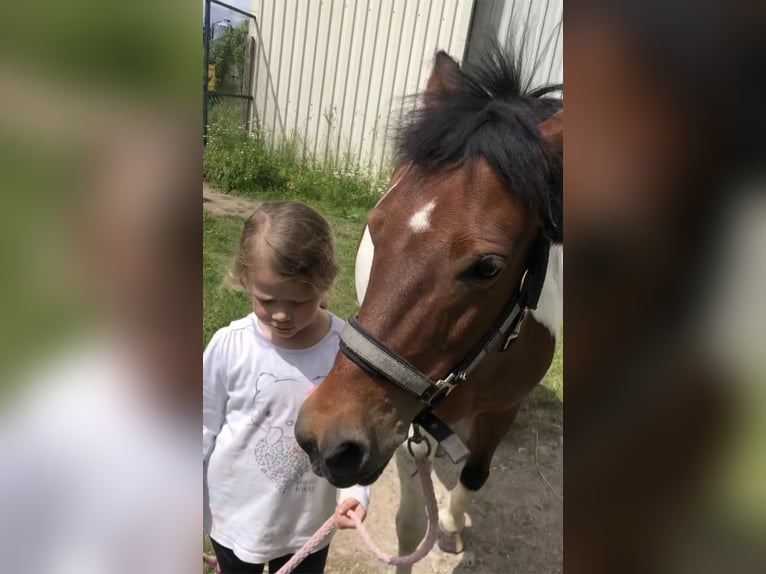 More ponies/small horses Mare 20 years 12,1 hh Pinto in Sch&#xF6;nberg