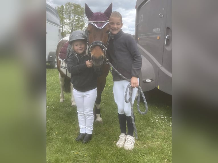 More ponies/small horses Mare 20 years 12,1 hh Pinto in Sch&#xF6;nberg