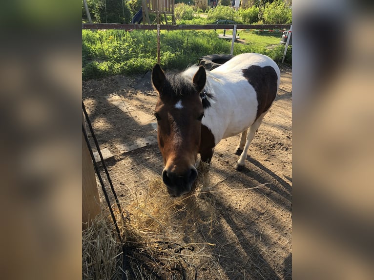 More ponies/small horses Mare 20 years 12,1 hh Pinto in Sch&#xF6;nberg