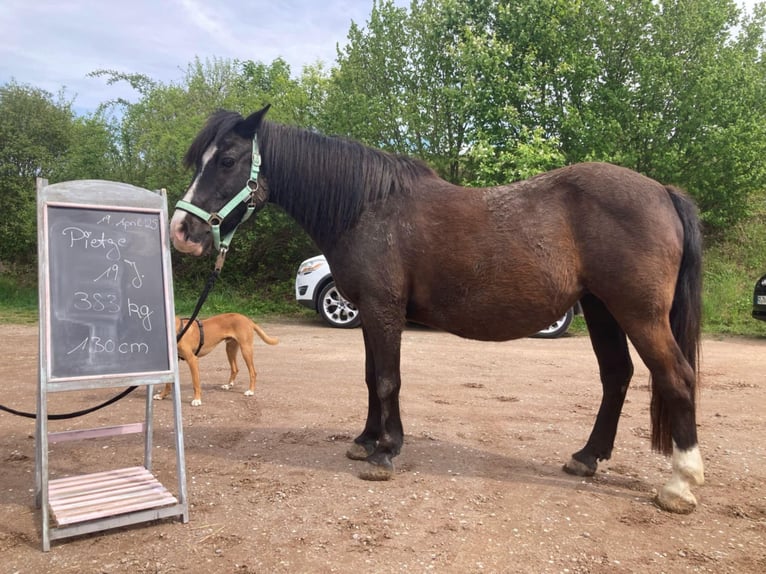 More ponies/small horses Mare 20 years 12,2 hh Black in Bad Krozingen