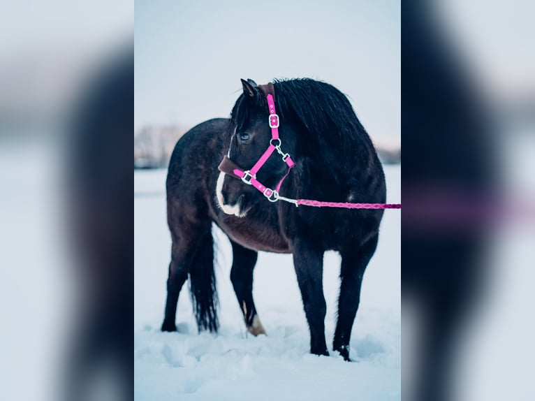 More ponies/small horses Mare 20 years 12,2 hh Black in Bad Krozingen