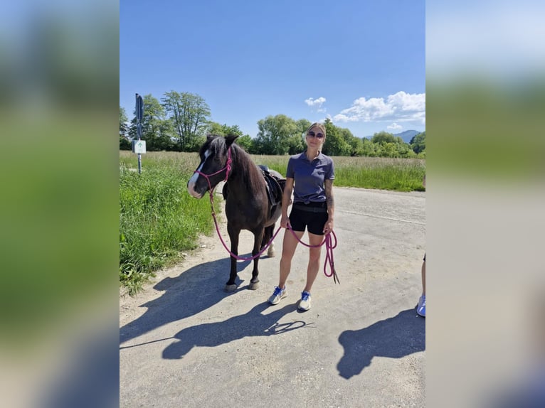 More ponies/small horses Mare 20 years 12,2 hh Black in Bad Krozingen