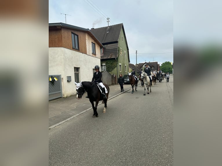 More ponies/small horses Mare 20 years 12,2 hh Black in Bad Krozingen