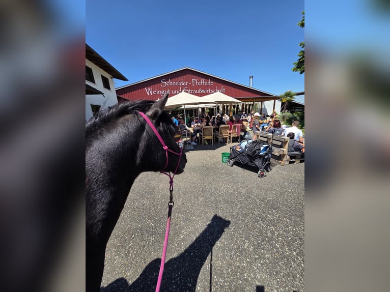 More ponies/small horses Mare 20 years 12,2 hh Black in Bad Krozingen
