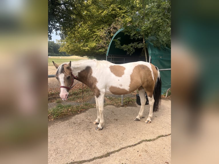 More ponies/small horses Mare 20 years 13.1 hh Brown Falb mold in Albershausen