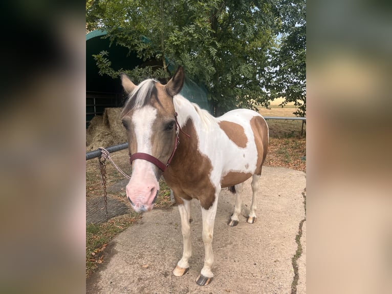 More ponies/small horses Mare 20 years 13.1 hh Brown Falb mold in Albershausen