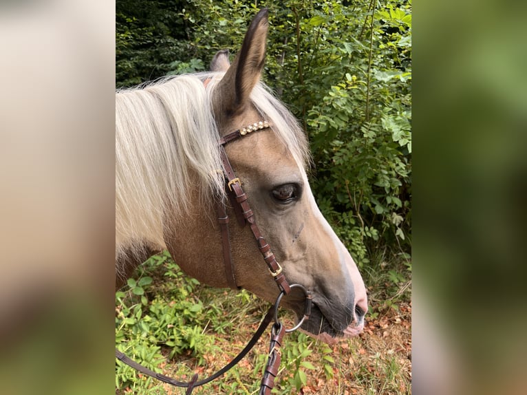 More ponies/small horses Mare 20 years 13.1 hh Brown Falb mold in Albershausen