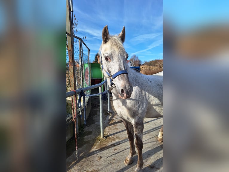 More ponies/small horses Mix Mare 20 years 13.2 hh Grey in Bad Grönenbach