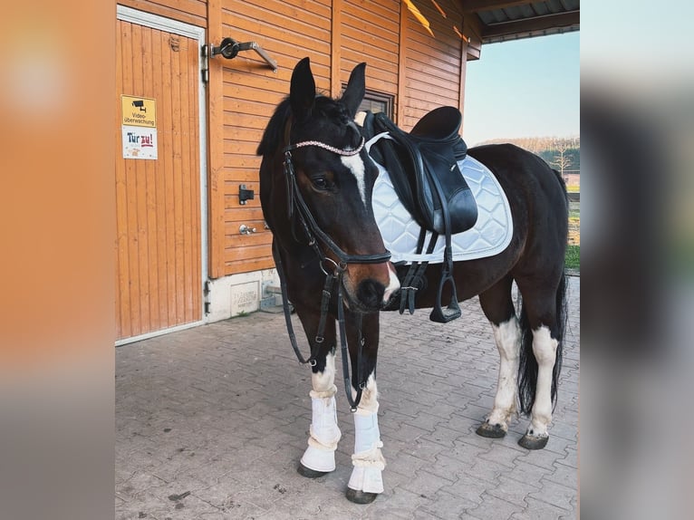 More ponies/small horses Mare 21 years 13,2 hh Pinto in Forchheim