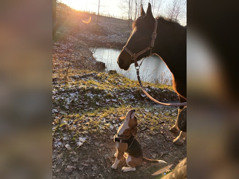 More ponies/small horses Mare 21 years 13,2 hh Pinto in Forchheim