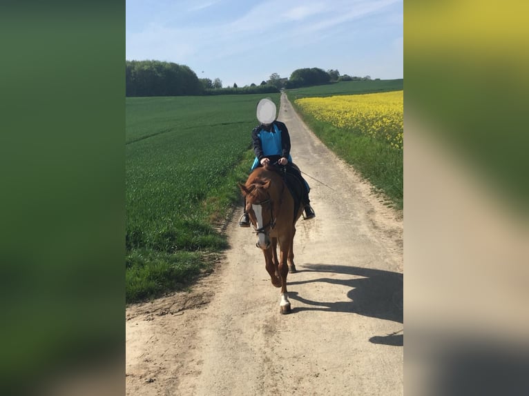 More ponies/small horses Mare 23 years 14,2 hh Chestnut-Red in Warburg