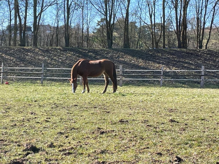 More ponies/small horses Mare 23 years 14,2 hh Chestnut-Red in Warburg