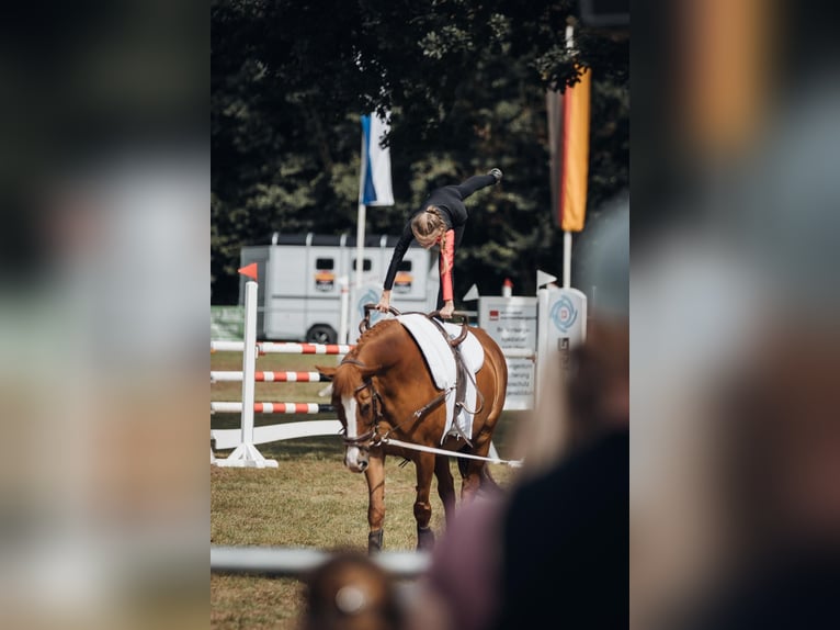 More ponies/small horses Mare 23 years 14,2 hh Chestnut-Red in Warburg