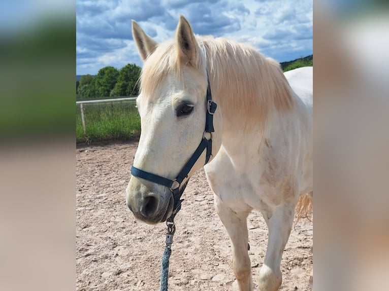 More ponies/small horses Mix Mare 23 years 15.1 hh Grey in Bad Kissingen