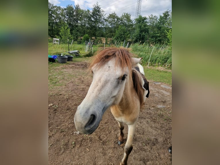 More ponies/small horses Mix Mare 2 years 11.2 hh  in Gumperda