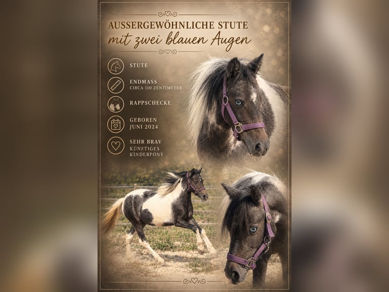 More ponies/small horses Mare 2 years 11.2 hh Pinto in Reinersdorf