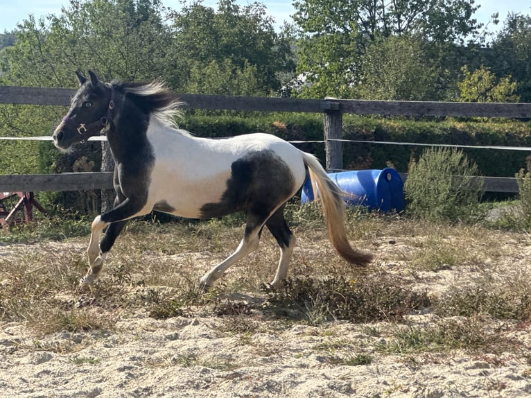 More ponies/small horses Mare 2 years 11.2 hh Pinto in Reinersdorf