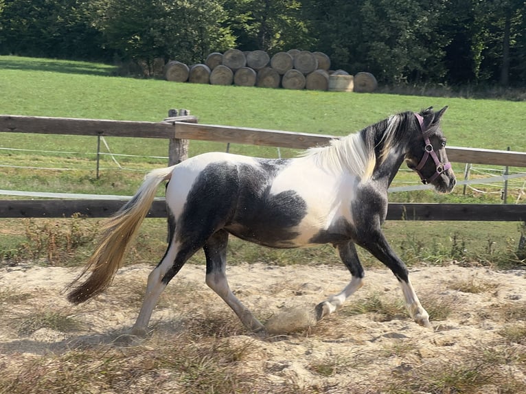 More ponies/small horses Mare 2 years 11.2 hh Pinto in Reinersdorf