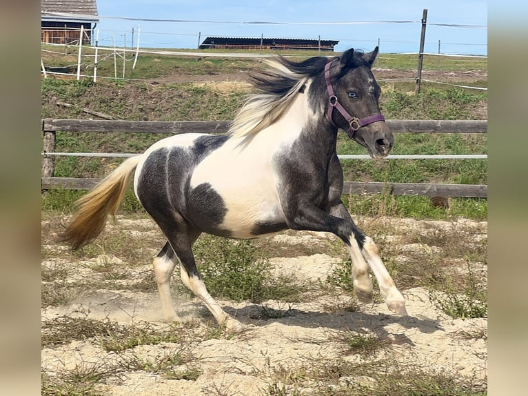 More ponies/small horses Mare 2 years 11.2 hh Pinto in Reinersdorf