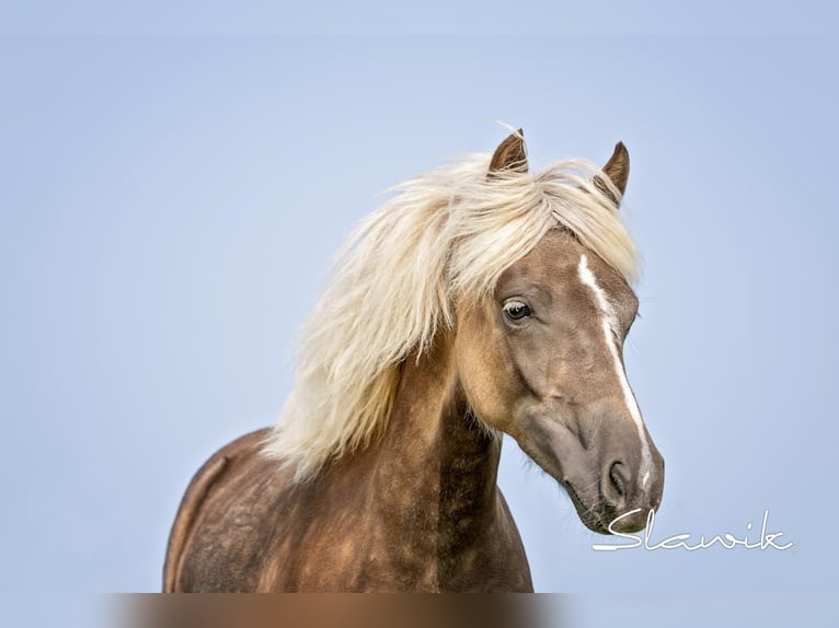 More ponies/small horses Mix Mare 2 years 12 hh Brown in Harterleiten
